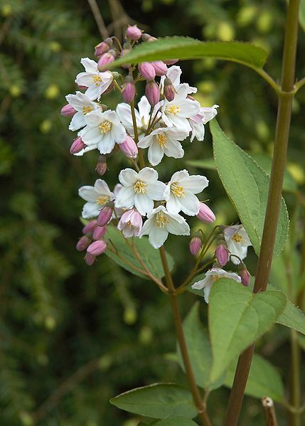 File:Deutzia gracilis B.jpg