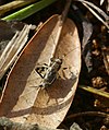 Dianemobius nigrofasciatus