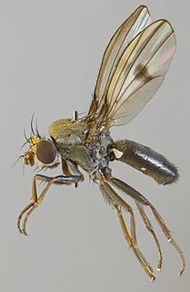 <i>Diastata adusta</i> Species of fly