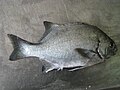 National fish: Galjoen