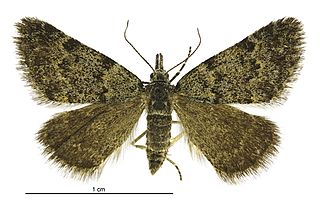 <i>Dichromodes cynica</i> Species of moth endemic to New Zealand