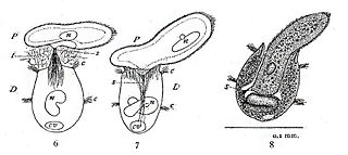 Didinium nasutum consuming a Paramecium. Illustration by S. O. Mast, 1909 Didinium nasutum consuming a paramecium.jpg