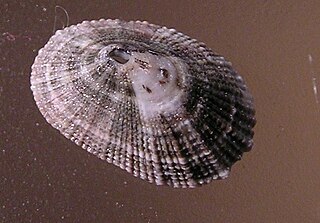 <i>Diodora saturnalis</i> Species of gastropod