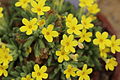 Dionysia revoluta (category)