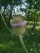 Dipsacus fullonum Type species