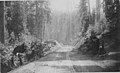 Dirt path with cart tracks through forest along the construction route of Yakima and Pacific Coast Railroad, Washington, circa (TRANSPORT 1419).jpg