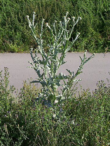 Gewöhnliche Eselsdistel