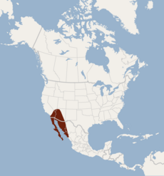 Distribution de Macrotus californicus.png