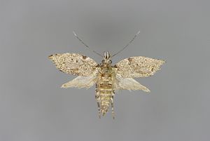 Diurnea fagella W.jpg