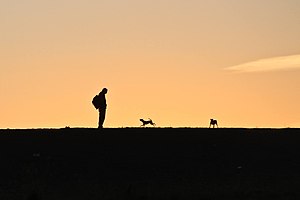 Dog runs to his human at sunset.jpg