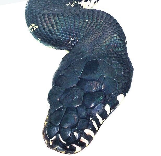 File:Dorsal view of head of adult Morelia boeleni.jpg