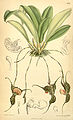 Dracula chestertonii (as syn. Masdevallia chestertonii) plate 6977 in: Curtis's Bot. Magazine (Orchidaceae), vol. 114, (1888)