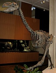 Cast of Dromornis stirtoni, a mihirung, from Australia.