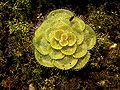 Drosera zonaria