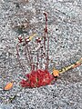 Drosera spatulata