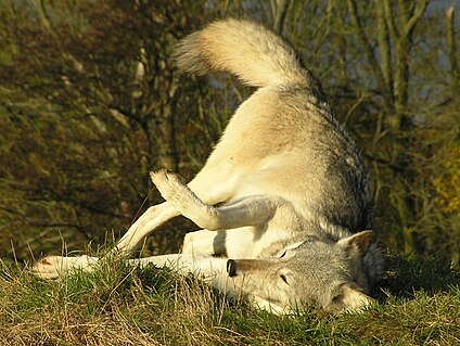 Кто может съесть волка. Волк лежит. Лежачий волк. Волк валяется.