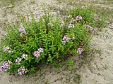 Dans les Dunes de Flandres la Réserve Naturelle de la Dune Dewulf .- Leffrinckoucke Nord