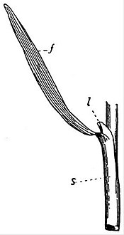 EB1911 Leaf - Stem of a Grass (Poa).jpg