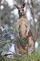 Eastern grey kangaroo dec07 03.jpg