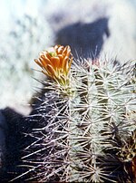 Thumbnail for Echinocereus × neomexicanus