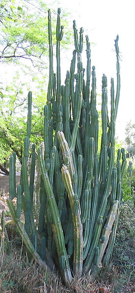 File:Echinopsis-pachanoi-habit cropped.jpg