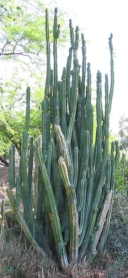 Tập_tin:Echinopsis-pachanoi-habit_cropped.jpg