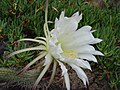 Echinopsis thelegona1MTFL.jpg