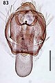 Ectoedemia pseudoilicis male genitalia.JPG