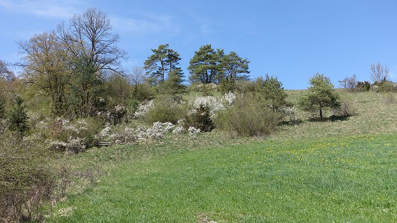 File:Ehingen - Mundinger Grund, Schlehdorn (Prunus spinosa) im Frühling 02.JPG