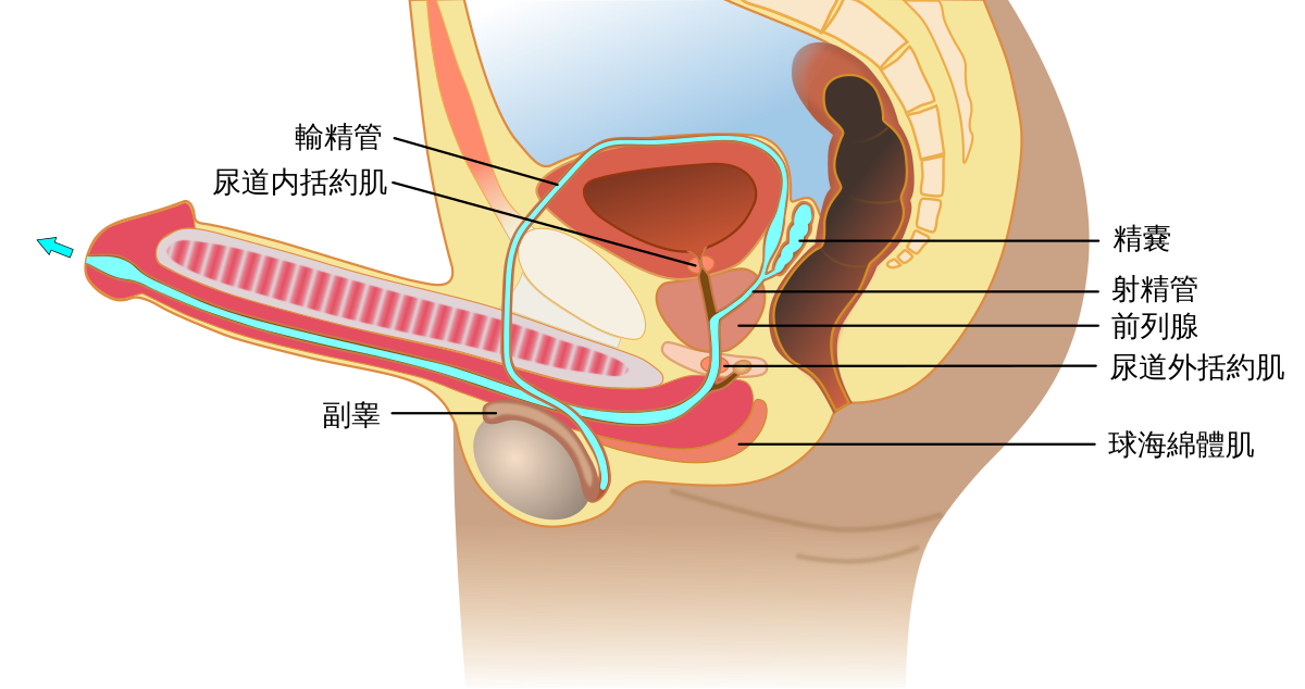 File Ejaculation Anatomy Zh Svg 維基百科 自由的百科全書