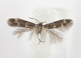 <i>Elachista zernyi</i> Species of moth