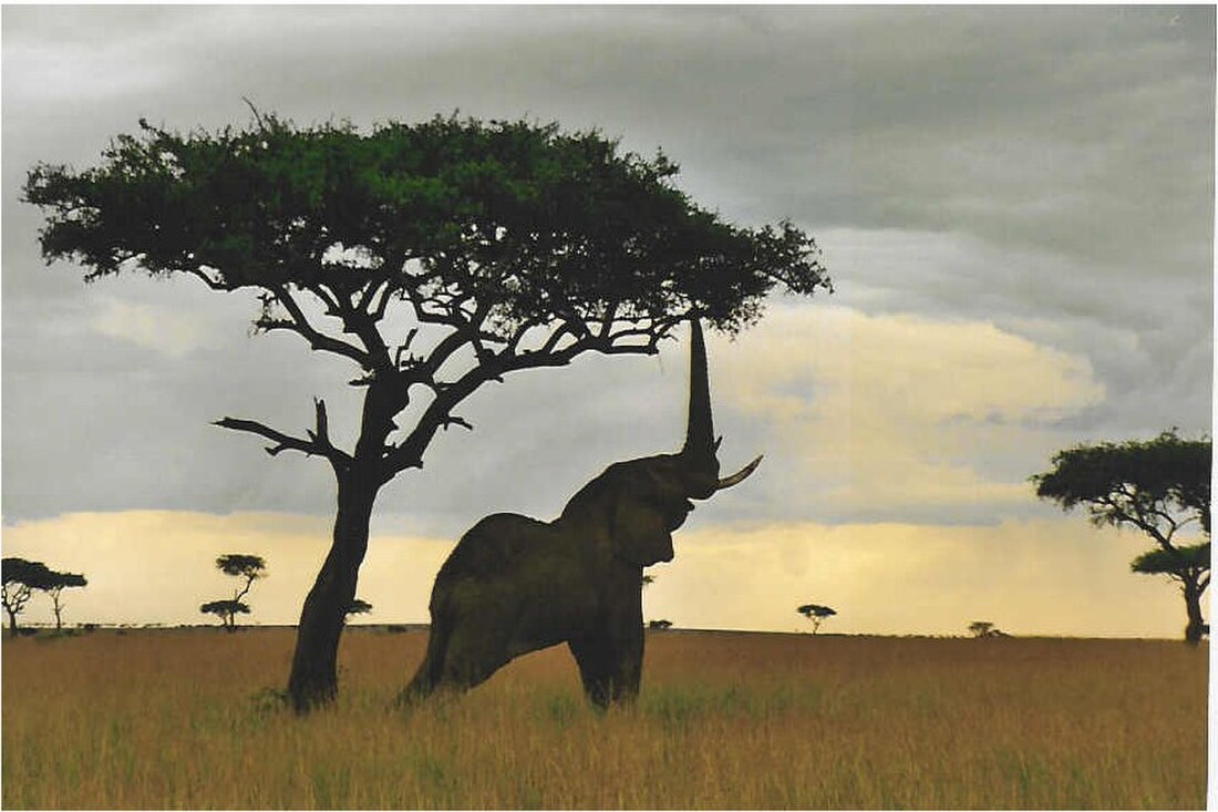 File:Elephantreaching.jpg