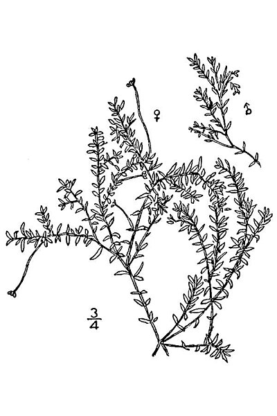 File:Elodea nuttallii1.jpg