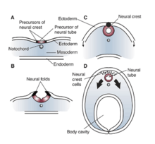 Proper neural folding. Specialized cells called the notochord (A) induces ectoderm above it to become the primitive nervous system. (B) Neural tube forms (C) Gives rise to the brain and spinal cord. (D) Neural crest cells will migrate to different regions throughout the embryo to initiate development of glia, pigments, and other neural structures. Abnormal ectoderm patterning will cause abnormal and no neural folding. Embryonic Development CNS.png