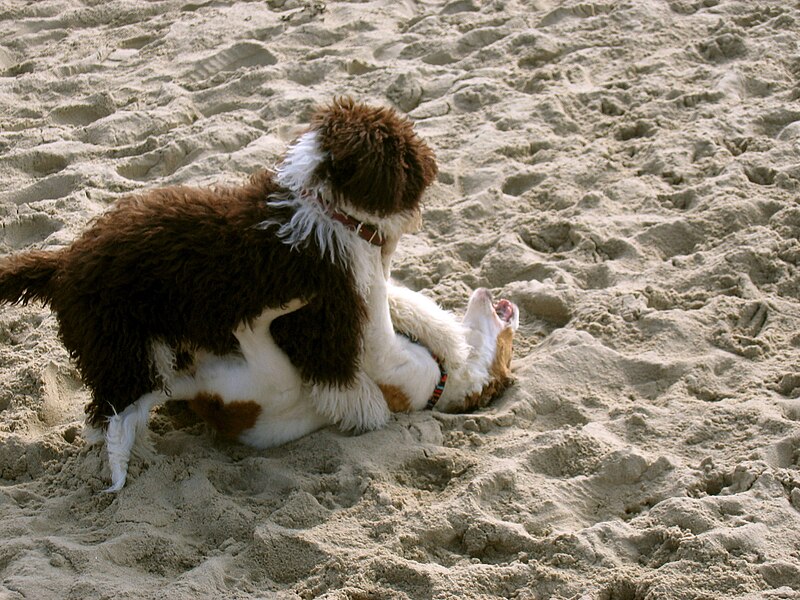 File:Emma spanish waterdog 1.jpg