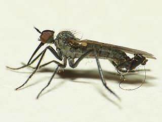 <i>Empis acinerea</i> Species of fly