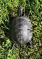 * Nomination European pond turtle, top view -- George Chernilevsky 04:08, 12 August 2024 (UTC) * Promotion  Support Good quality.--Agnes Monkelbaan 04:11, 12 August 2024 (UTC)