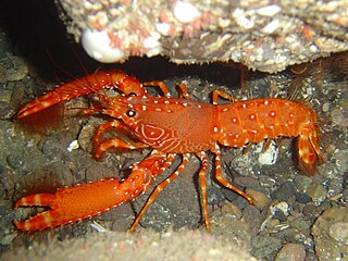 Reef lobster Genus of crustaceans