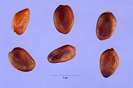 Enterolobium contortisiliquum seeds.jpg