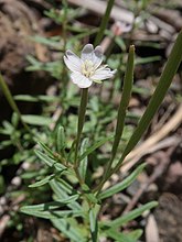 ヒメアカバナ。栃木県日光市にて