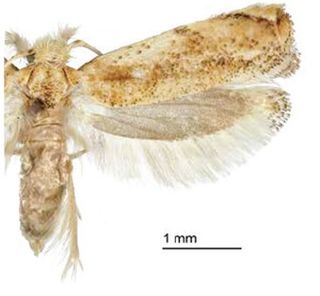 <span class="mw-page-title-main">Erechthiinae</span> Subfamily of moths