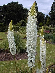 Eremurus himalaicus