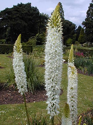 <i>Eremurus</i> Genus of flowering plants