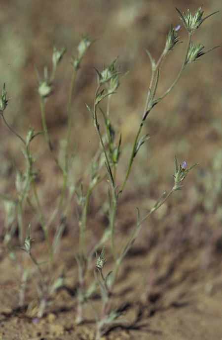 Eriastrum_sparsiflorum