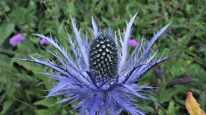 Eryngium alpinum in French Alps