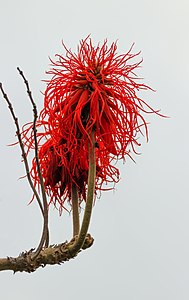 Erythrina abyssinica Inflorescences