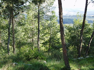 Eshtaol Forest a forest in Israel, near Moshav Eshtaol