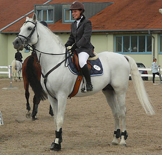 <span class="mw-page-title-main">Shagya Arabian</span> Breed of horse