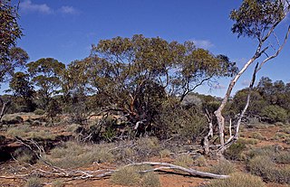<i>Eucalyptus articulata</i> Species of eucalyptus