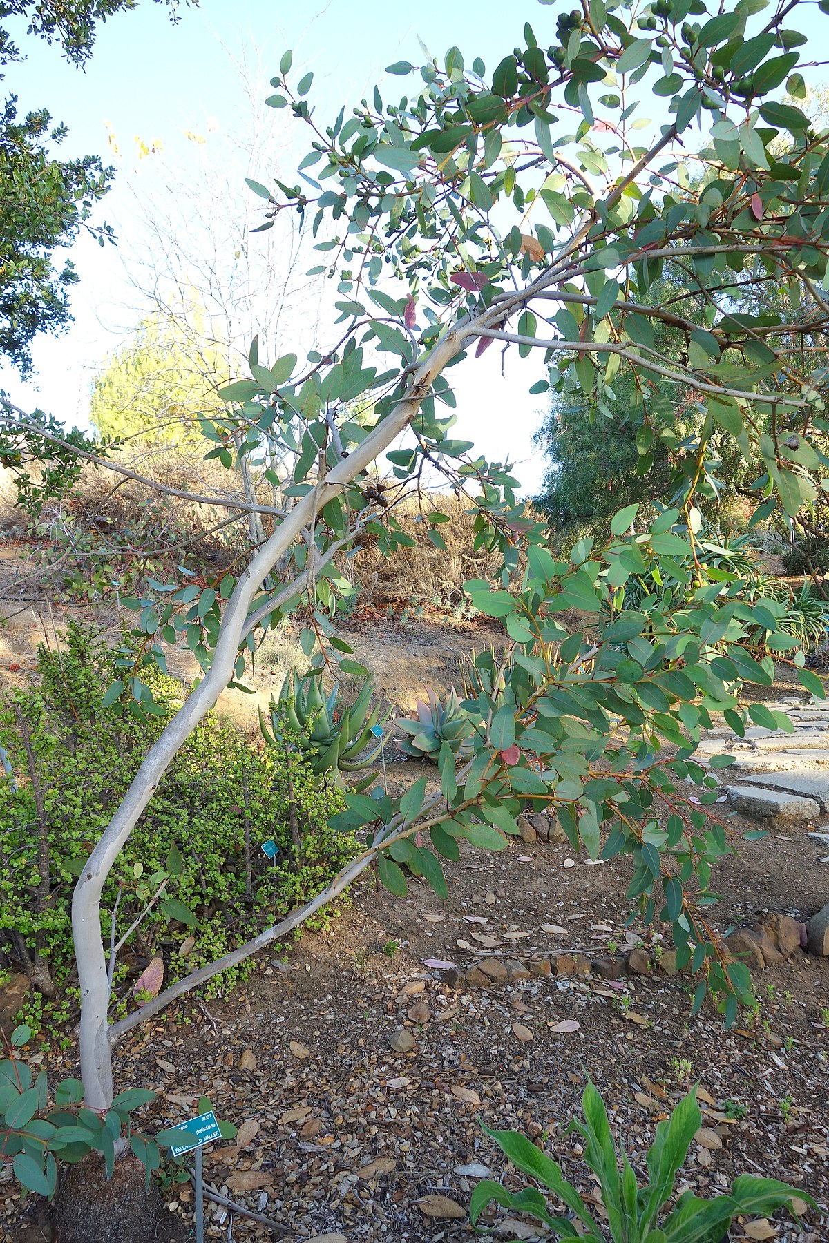 File Eucalyptus Preissiana San Luis Obispo Botanical Garden